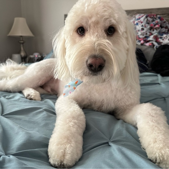 Meet your Posher, Cesia - Picture 3 of 4